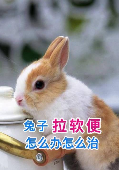 西瓜子催芽软了怎么办：全面解决方案