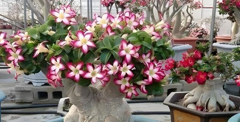 西瓜子催芽软了怎么办：全面解决方案