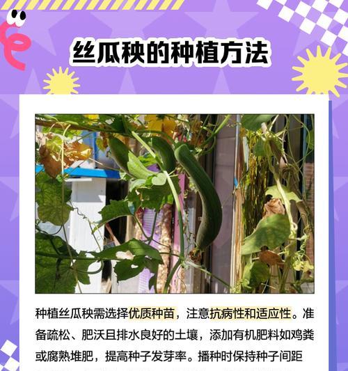 丝瓜催芽几天出芽：全面解析与步骤指导