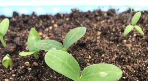 丝瓜催芽几天出芽：全面解析与步骤指导