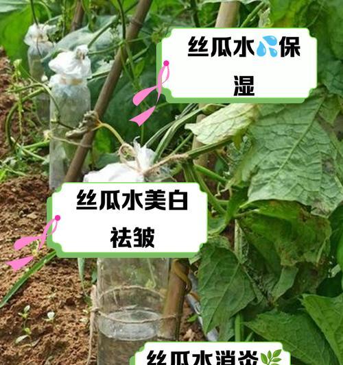 丝瓜催芽几天出芽：全面解析与步骤指导