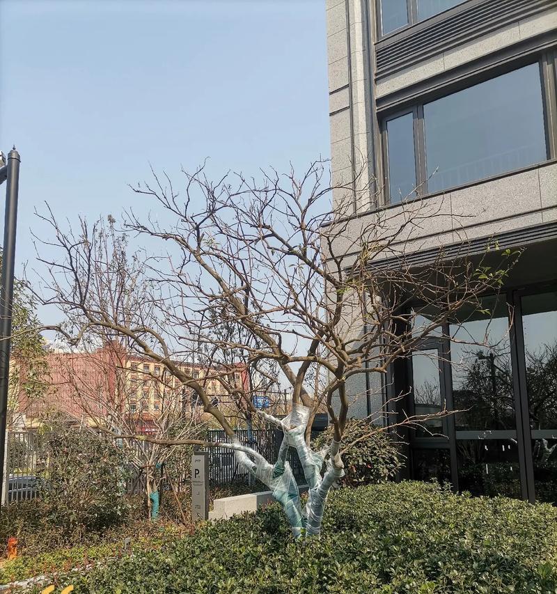 胡柚怎么催芽——催芽全流程指导与技巧