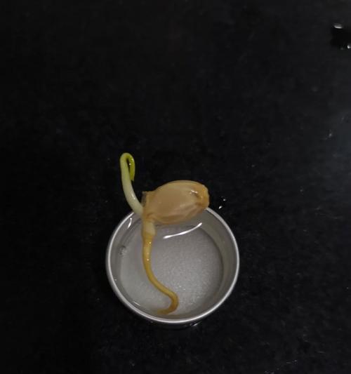 胡柚怎么催芽——催芽全流程指导与技巧