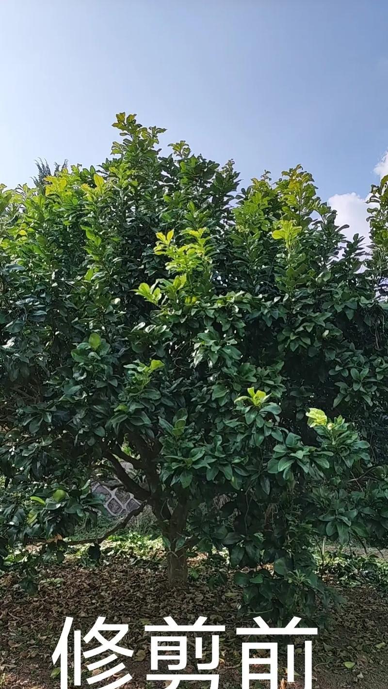 胡柚怎么催芽——催芽全流程指导与技巧
