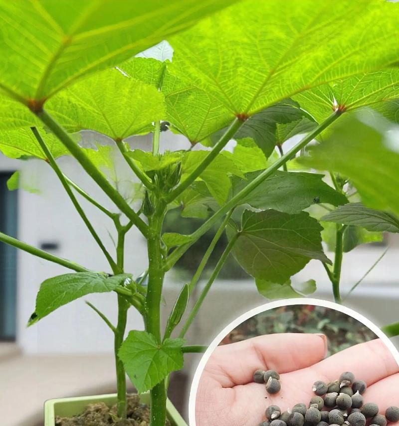 油菜籽阳台怎么种植方法