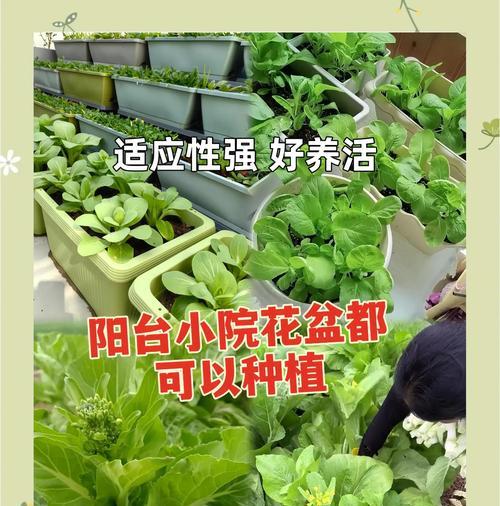 油菜籽阳台怎么种植方法