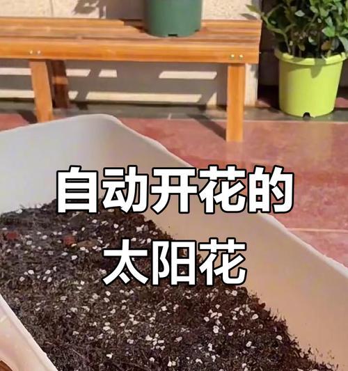 种子种植方法：花盆种植全步骤指南