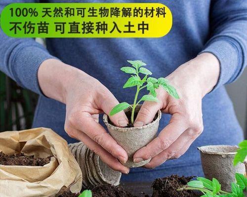种子种植方法：花盆种植全步骤指南