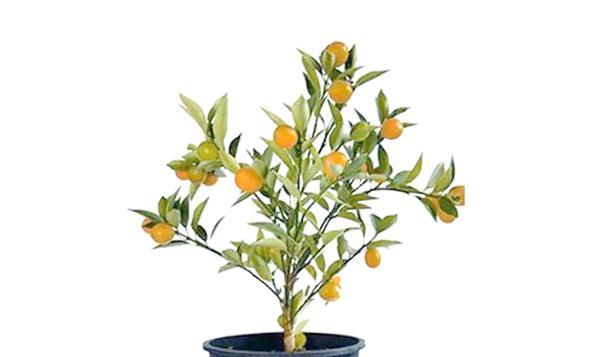 种子种植方法：花盆种植全步骤指南