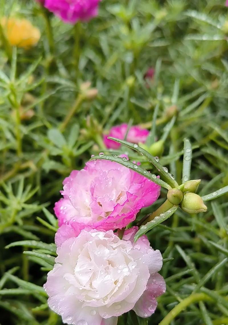 怎么养植百合花？从种植到开花的全过程指南