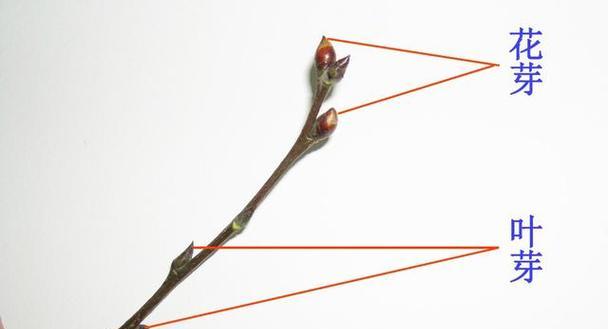 怎么给果树催芽最快
