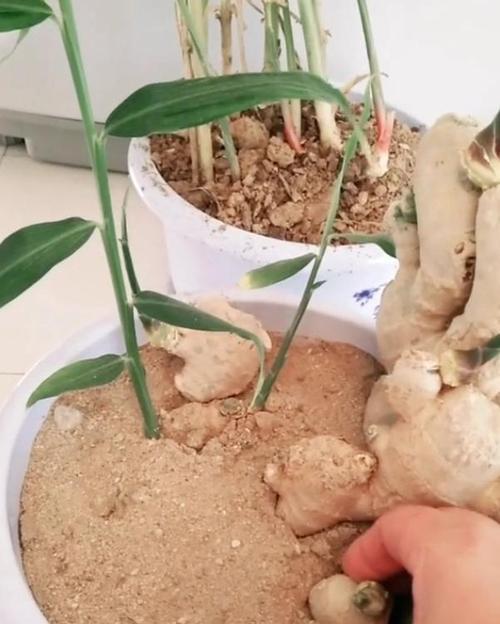 大姜二次催芽的科学方法