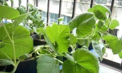 盆栽白瓜的种植方法：从选择种子到收获的全过程