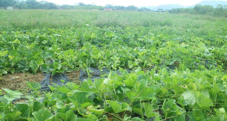 盆栽白瓜的种植方法：从选择种子到收获的全过程