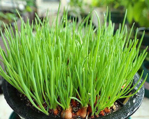 丛根怎么种植方法