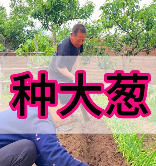 丛根怎么种植方法