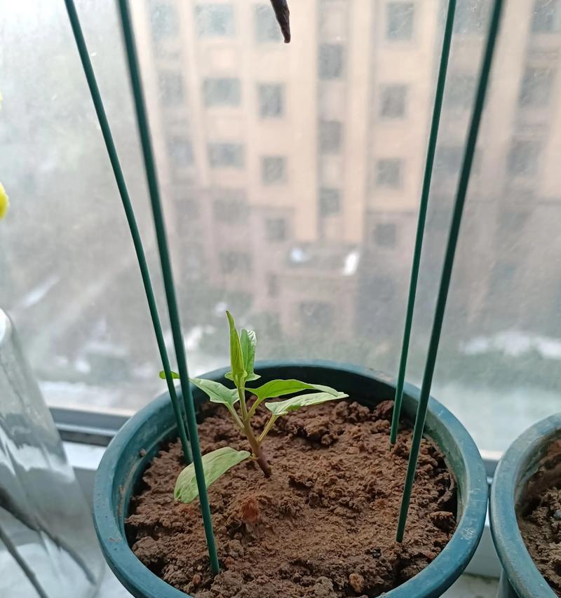 牡丹籽怎么催芽：温度要求篇