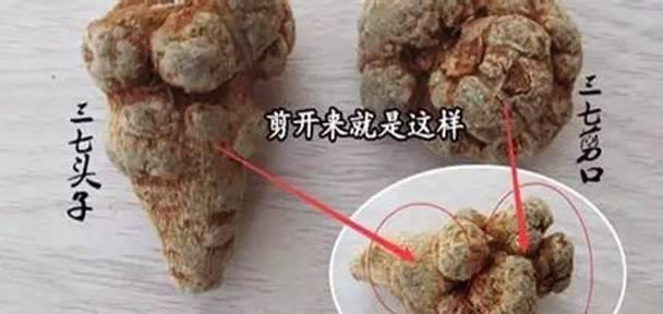 长三七修剪枝条：专业指南