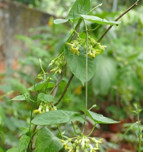 香花菜枝怎么种植方法