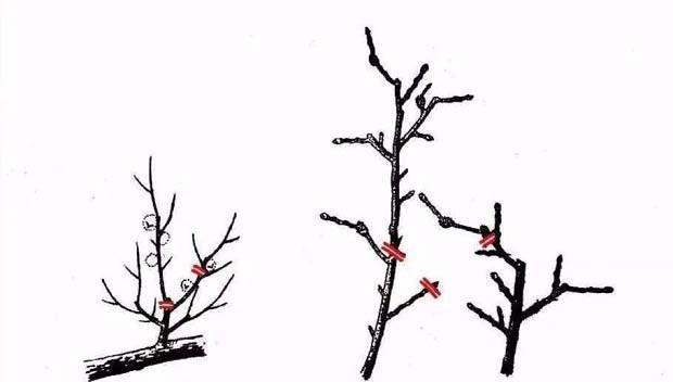 香花菜枝怎么种植方法