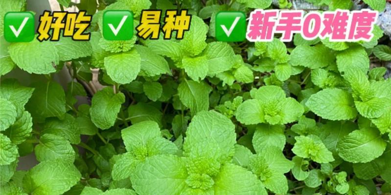 香花菜枝怎么种植方法