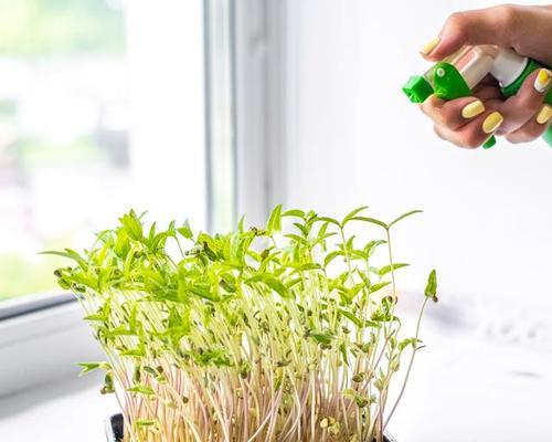 豆芽怎么挖空种植的方法