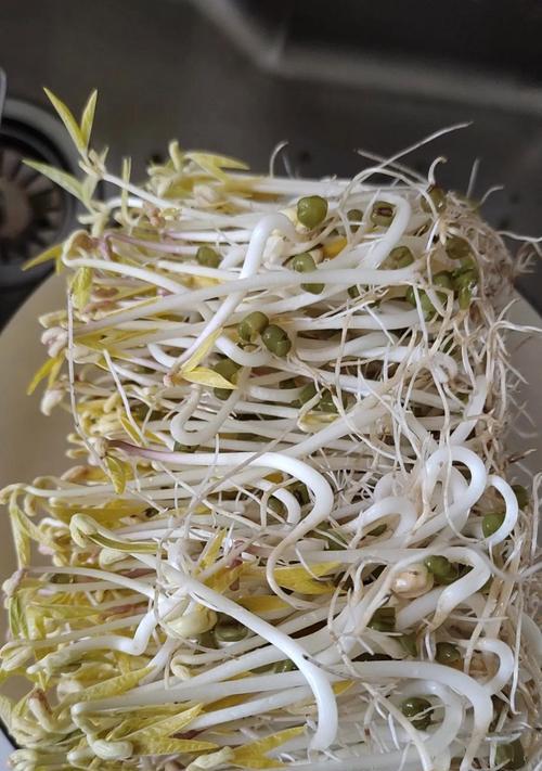 豆芽怎么挖空种植的方法