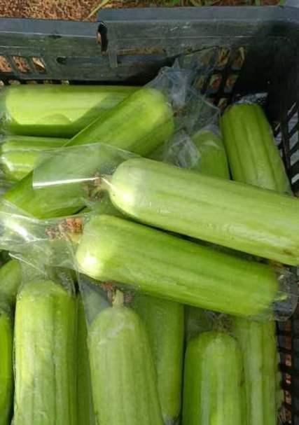 白丝瓜种植指南：全流程种植方法与技巧