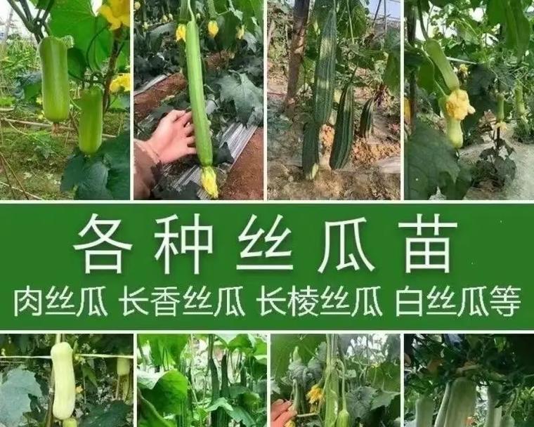 白丝瓜种植指南：全流程种植方法与技巧