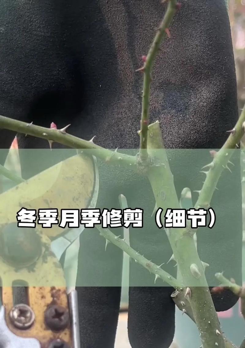 云雀怎么修剪枝芽