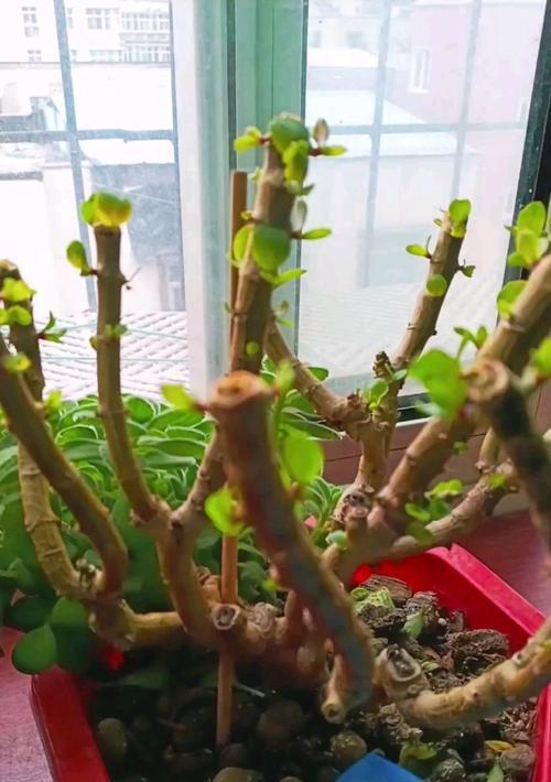 云雀怎么修剪枝芽