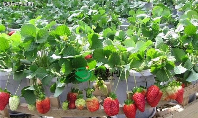 老品种草莓种植方法