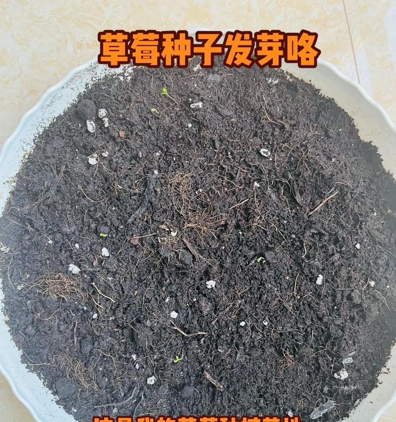 老品种草莓种植方法