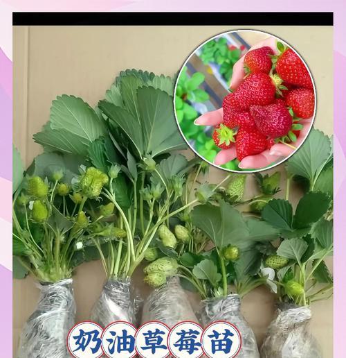 老品种草莓种植方法