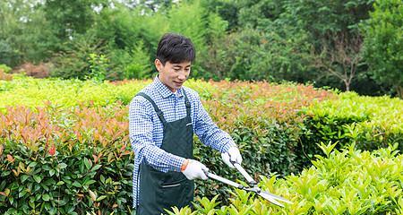 朱雀怎么修剪枝叶