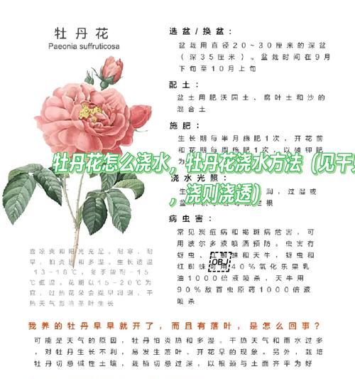 牡丹花怎么种植方法