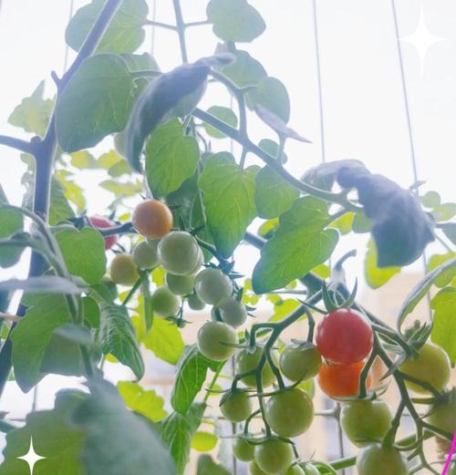 小番茄没催芽怎么办：专家指南助你成功培育