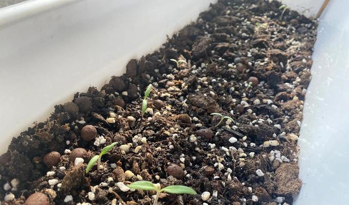 小番茄没催芽怎么办：专家指南助你成功培育