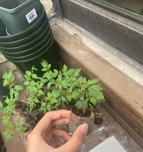 小番茄没催芽怎么办：专家指南助你成功培育