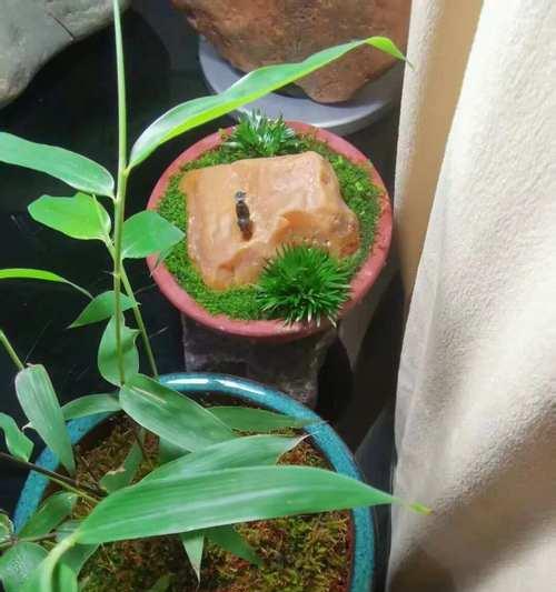 菖蒲根修剪枝条的全面指南