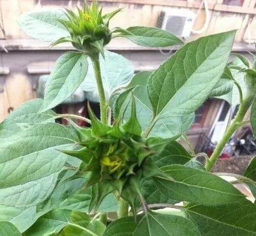 向日葵催芽完怎么种在花盆