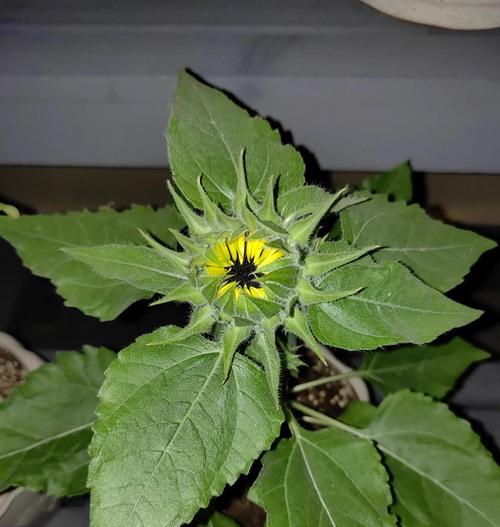 向日葵催芽完怎么种在花盆