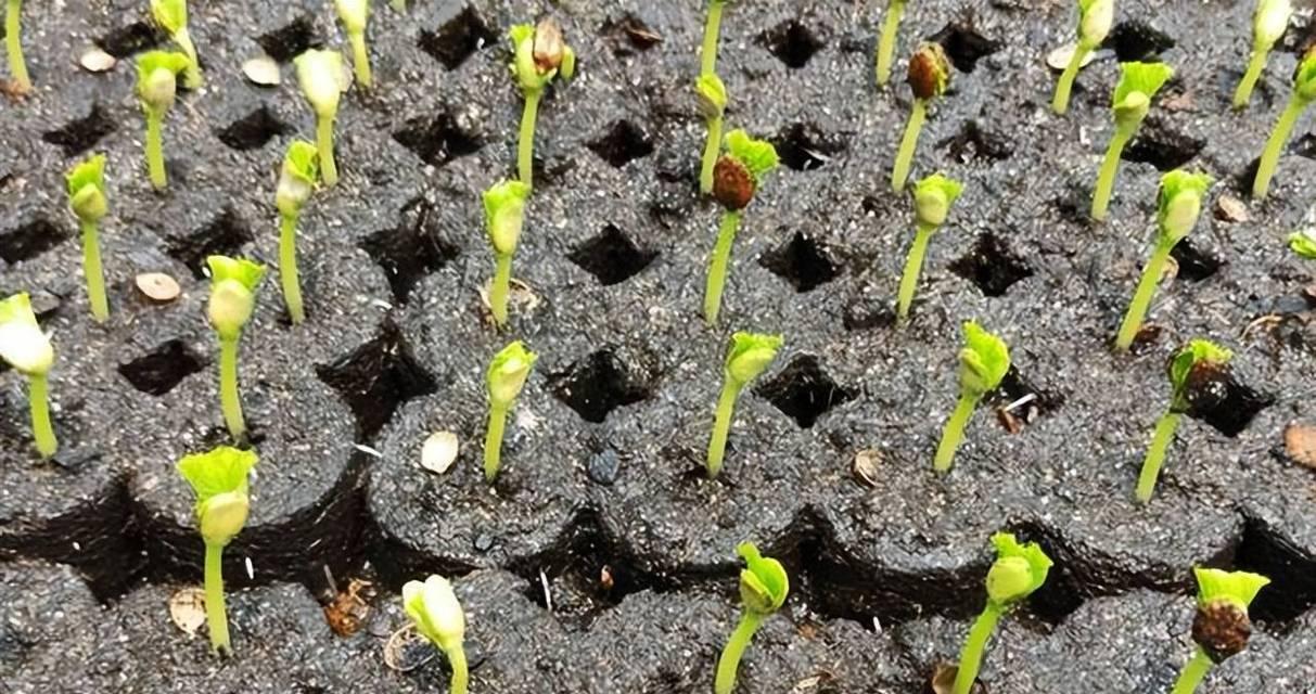 白术秋子怎么催芽最快