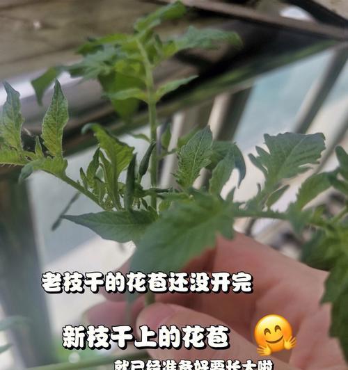 白术秋子怎么催芽最快