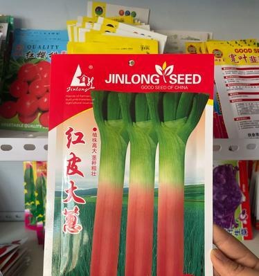 干葱种子种植方法