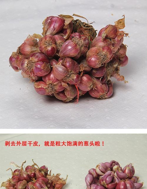 干葱种子种植方法