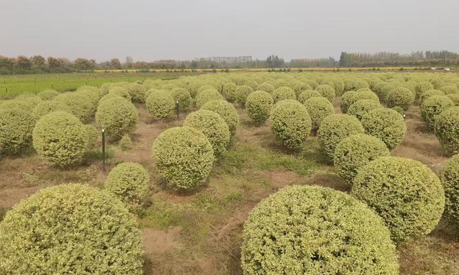 球体绿植怎么种植方法