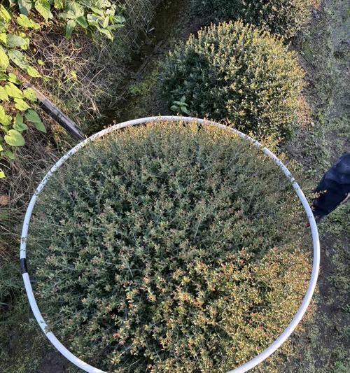 球体绿植怎么种植方法