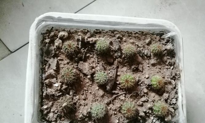 球体绿植怎么种植方法