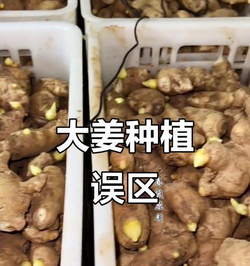 大姜催芽管理全攻略